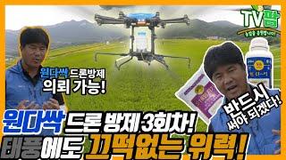 TV팜 원다싹 드론 방제 3회차! 태풍에도 도복없이 건강하게!  What is the secret of a rice field that is safe from a typhoon