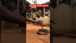 Black Magic of the King of King Cobras - ️ Do not Try this at Home