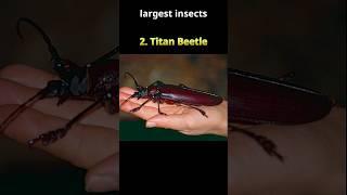 Five largest insects in the world #insects #bugs  #largest  #GoliathBeetle