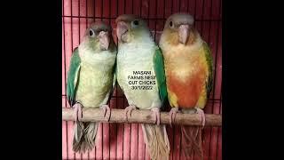 MASANI FARMS SMALL CONURES BREEDING