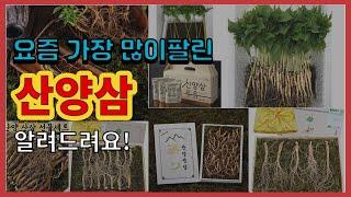 산양삼 추천 판매순위 Top10 || 가격 평점 후기 비교