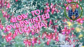 David Domoney: How to overwinter your fuschia #gardening #advice #fuchsia