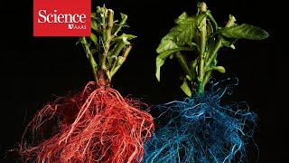 Roots from different plants compete for prime real estate underground