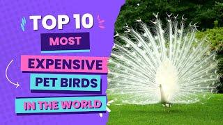 Top 10 Most Expensive Pet Birds in the World | KNOWLEDGE POWER