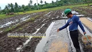 RICE FARMING IN BICOL, PHILIPPINES Part1