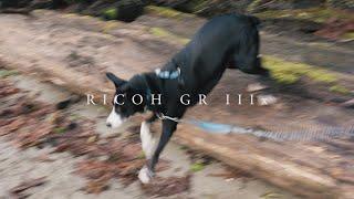 Ricoh GR IIIx After 18 Months: The Almost Perfect Pocket Camera