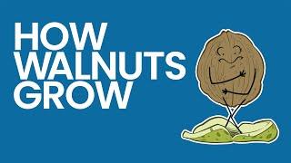 Walnuts - How it Grows with Jerry James Stone | How Walnuts are Grown in California