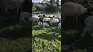 The Lambs First Formal Dining, Tagasaste Buffet