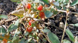 Berry Saltbush (Atriplex semibaccata) fruits are actually edible