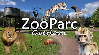 Discover the Wonders of ZooParc Overloon: Full Park Tour 2024!