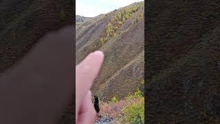 I'm following the owner of the taiga, the bear. Троплю хозяина тайги, медведя...