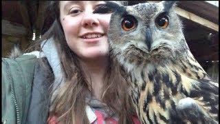 Meet Koby - European Eagle Owl (bubo bubo) | Apollo Falconry