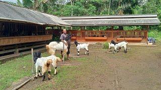 Njogo Kandang sedang live sekarang!Harga kambing di Relvi etawa Farm