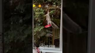 Greedy Squirrel Takes a Fall… Wait Until the End! ️