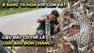 8 Sang tá hỏa với con vật lạ... liệu đây có thể là loài báo đốm chăng?