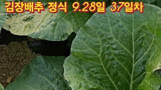 김장배추 모종 9.28.10.4일 분양 받으신 분들은 원종의 힘 자연그대로의 키운 모종의 힘을 믿어 보세요.