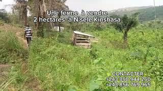 Une ferme  à vendre  2 hectares à N'sele Kinshasa