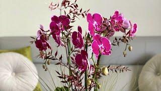 Thanksgiving orchid arrangement  | Viva orchids of Boca Raton