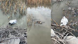 Thousands of wild birds dying off across Kansas, experts suspect bird flu