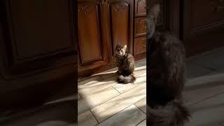 Джесс"Жрать давай"