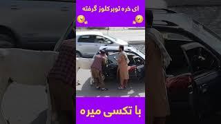 این خر تعلیمی است لگد نمی زند