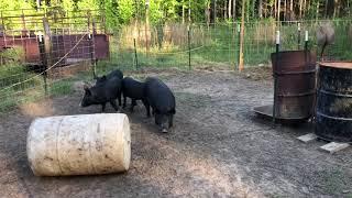 Hog catch pen Southwest Georgia May 2018