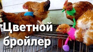 ️Какого бройлера выбрать / Голошейка / Редбро (Redbro)