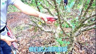 花椒樹修枝整形完整版，採收時候的修剪很重要Pepper tree pruning and shaping, pruning is very important when harvesting