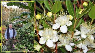 MYRTE ARBUSTE FLORIFÈRE, AROMATIQUE ET COMESTIBLE POUR LES CLIMATS DOUX Le Quotidien du Jardin N°441