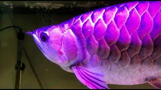 How I cure Drop Eye of my arowana fish -  Here are 3 arowana care guide for arowana fish drop eye