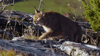 La naturaleza salvaje de Francia