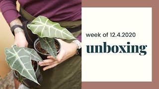 Unboxing - Week of 12.4.2020