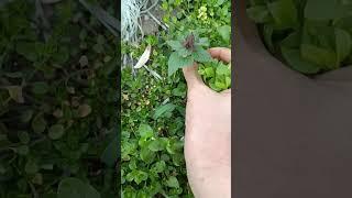 Могущественная  сила первых растений, что мы называем сорняками. 