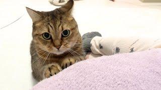 甘え方が何とも言えなくて可愛い猫を堪能する動画