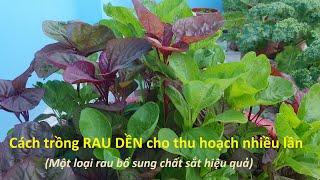 Cách trồng rau dền trong chậu cho thu hoạch nhiều lần | rau giàu chất sắt