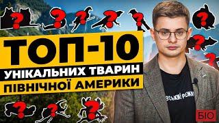 ТОП 10 унікальних тварин Північної Америки: вовки, колібрі та інші екслюзивні ендеміки. @bio_UA