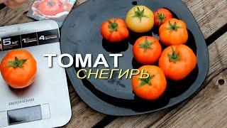 СНЕГИРЬ! ОБЗОР СОРТОВ ТОМАТОВ! Советы от ЗЕЛЕНОГО ОГОРОДА!