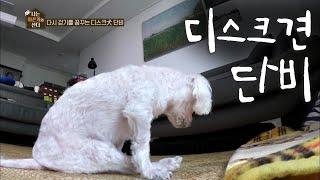 오늘도 허리가 아파 걷지 못하는 디스크견 말티즈 단비 [나는 아픈개와 산다]