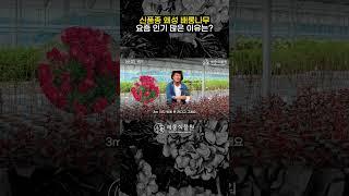신품종 왜성 배롱나무 요즘 인기 많은 이유는? #배롱나무 #정원 #백일홍 #배롱나무꽃 #정원가꾸기 #가드닝 #정원수 #묘목 #정원꾸미기