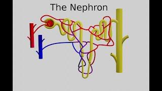 The Nephron - Function and Regulation