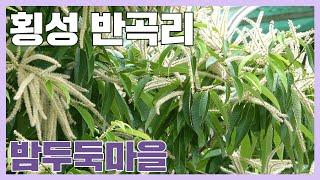 밤나무가 가득했던 밤두둑마을, 횡성 반곡리  - KBS 지명수배 2022년 7월 13일 방송