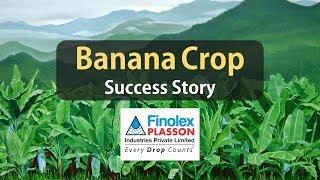 Banana Farming Success Story Godawari - Finolex Drip