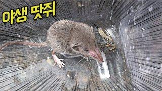 야생 '땃쥐'를 발견하였습니다! 곤충킬러~