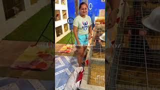 The rooster pecked her￼
