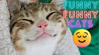 2 HOUR BEST FUNNY CATS COMPILATION 2023 | The Best Funny And Cute Cat Videos 7 ! 