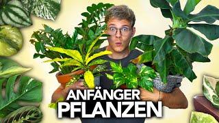 Die besten ZIMMERPFLANZEN für ANFÄNGER | Joey's Jungle Plants