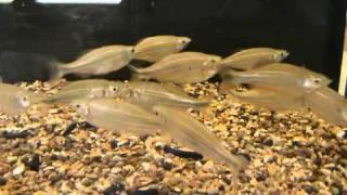 XL Giant Danio for sale at Tyne Valley Aquatics - Tropical fish shop near Newcastle