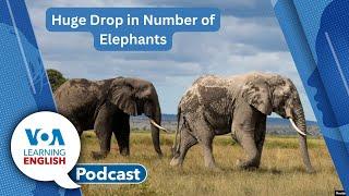 Protecting Elephants, Pistachios, Australia Social Media Age Limits, Past Perfect