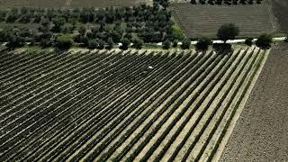 THE HARVEST,la vendemmia