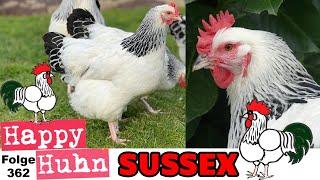 Sussex-Hühner + Zwerg-Sussex im Rasseportrait bei HAPPY HUHN E362 +  Unterschied zu Hybrid-Sussex